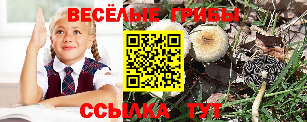 Менделеевск  Псилоцибиновые грибы Cubensis  Псилоцибиновые грибы прущие грибы  Вход с VPN 